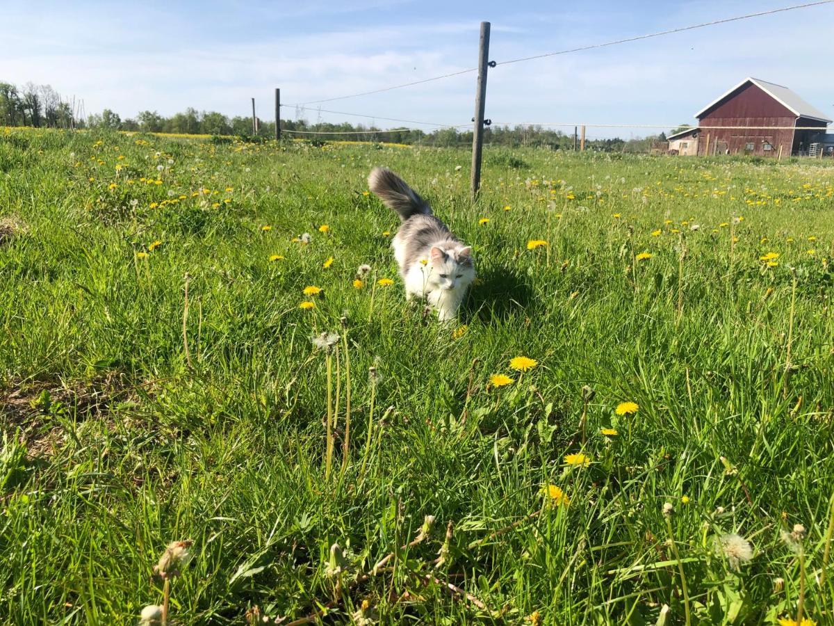 Homestay Isomegard Vaete Gotland